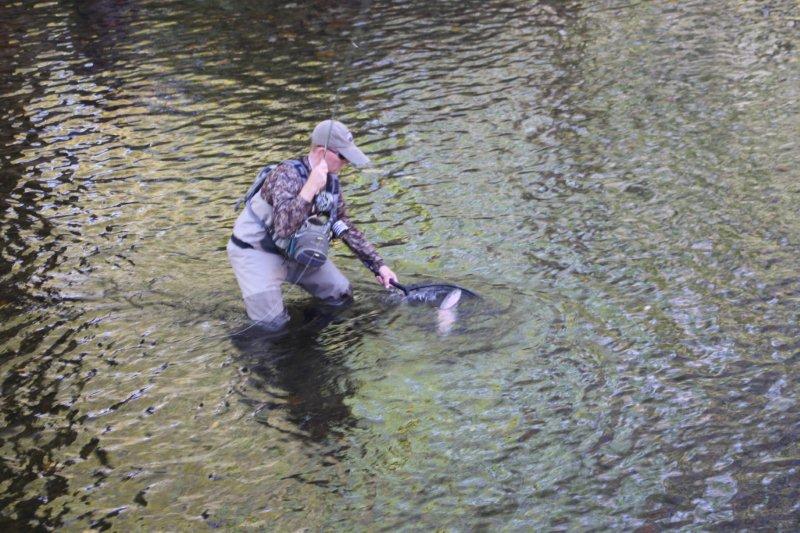 Gallery Fish Cherokee